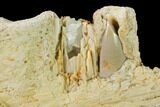 Fossil Xiphactinus Jaw Section - Smoky Hill Chalk, Kansas #134860-3